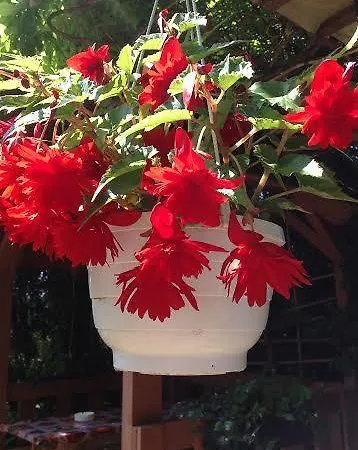 Gasthof Grill Garten Vendégház